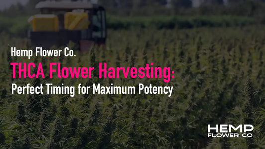 THCA Flower Harvesting