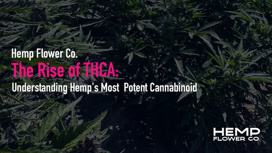 The Rise of THCA