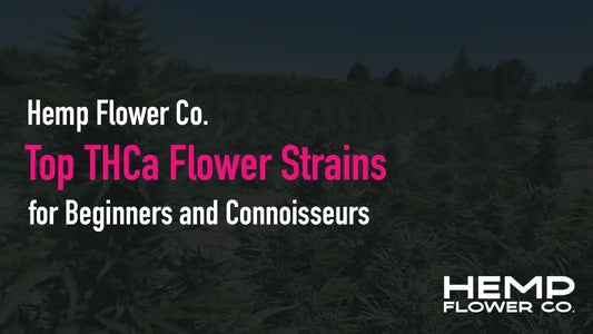 Top THCa Flower Strains for Beginners and Connoisseurs