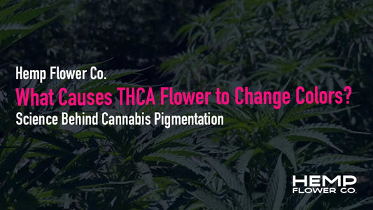 What Causes THCA Flower to Change Colors?