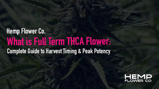 What is Full Term THCA Flower
