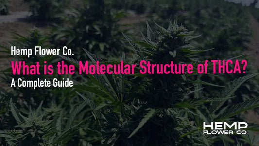 A dense field of green hemp plants with buds illustrating thca molecular structure and its carboxylic acid group features