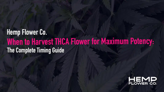 Learn exactly when to harvest cannabis for THCA maximum potency. Trichome maturity signs, flowering week guide, and lab-tested harvest timing tips.