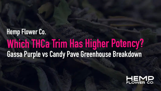 Potency breakdown comparing Gassa Purple and Candy Pave greenhouse THCa trim.