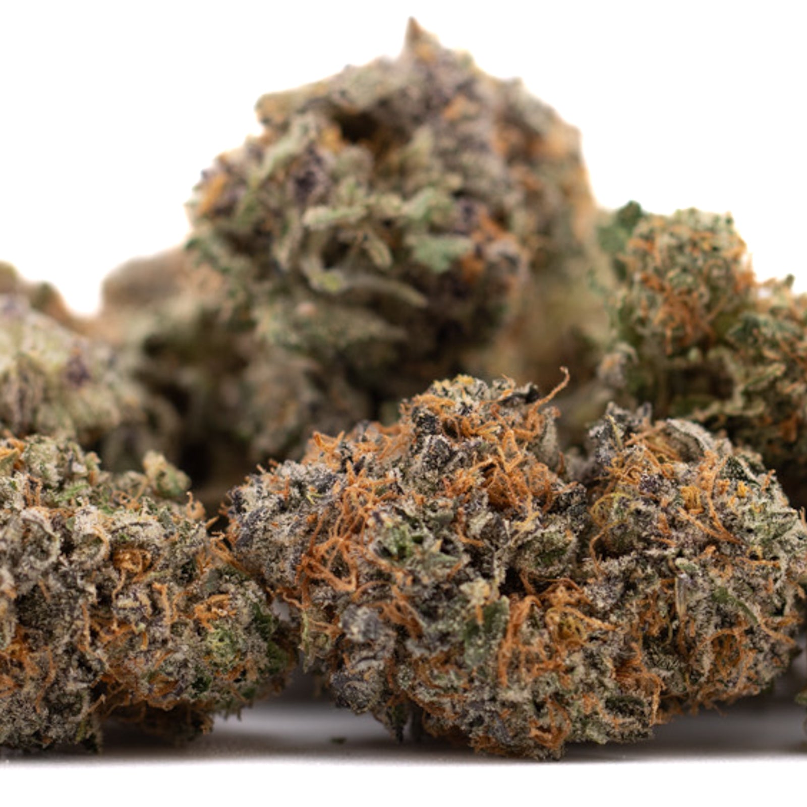 Indoor THCa flower Sunset Sherbet with orange hairs and frosty trichomes in After Dark #2