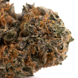 Close-up of Sunset Sherbet indoor THCa flower Gush Mints with orange hairs and frosty trichomes