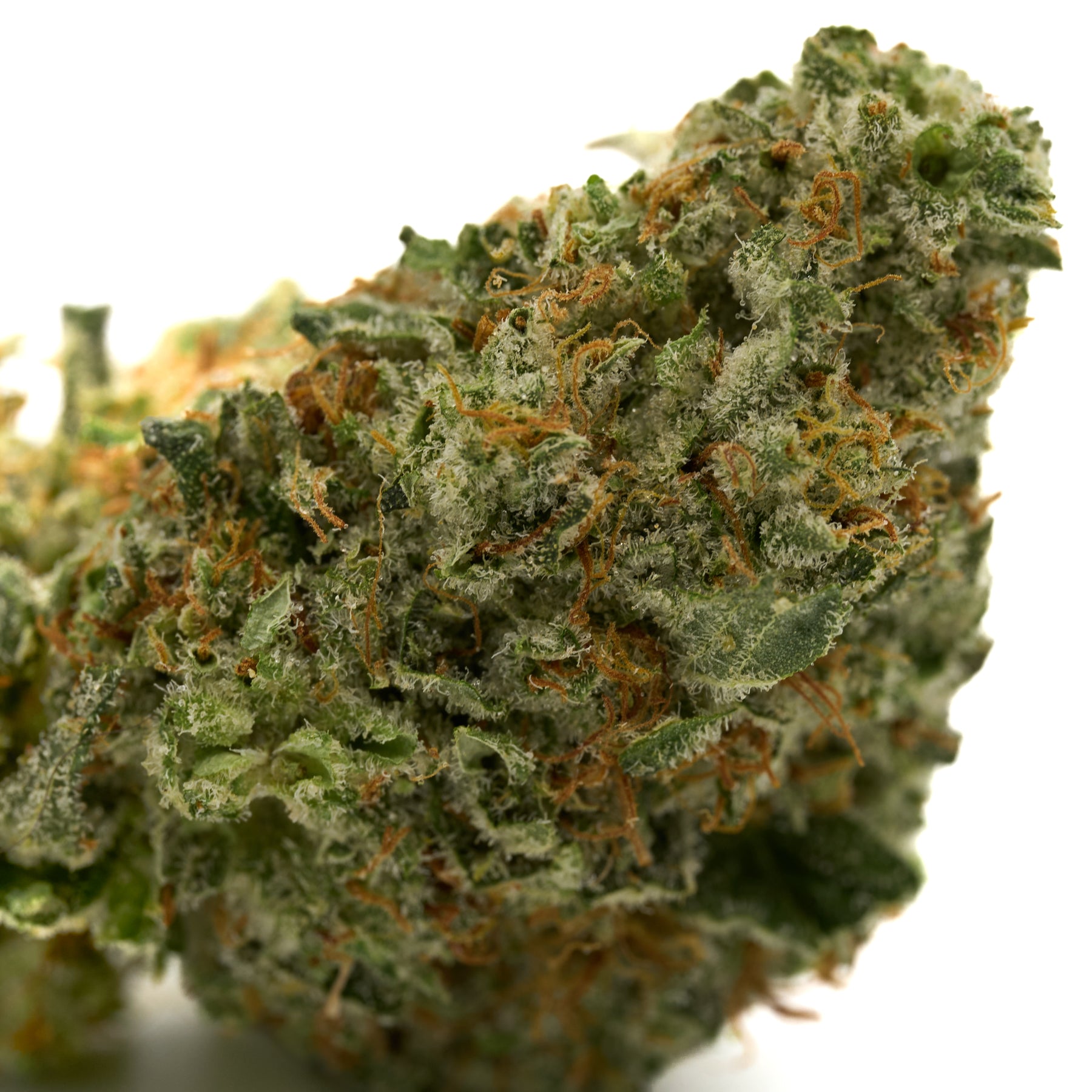Black Cherry THCa Flower with rich trichomes and orange pistils, ideal as indoor diamonds