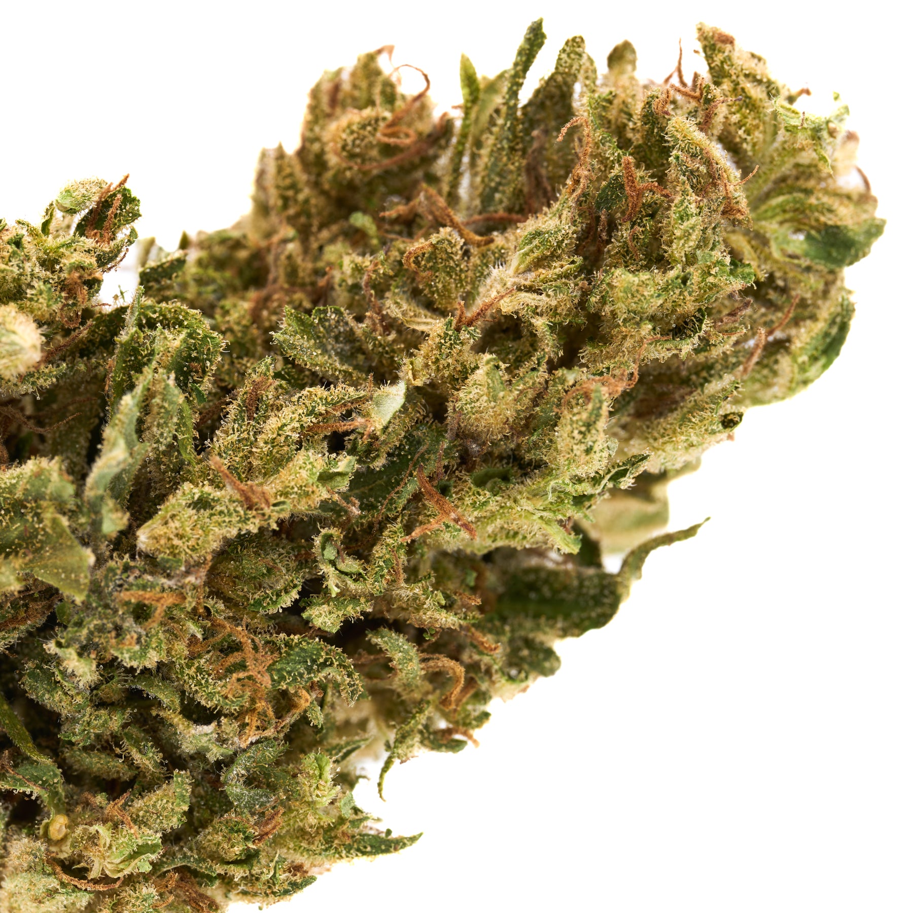 Dense CBD Hemp Flower with orange pistils in Early Nueve’s Cheesy Kush strain