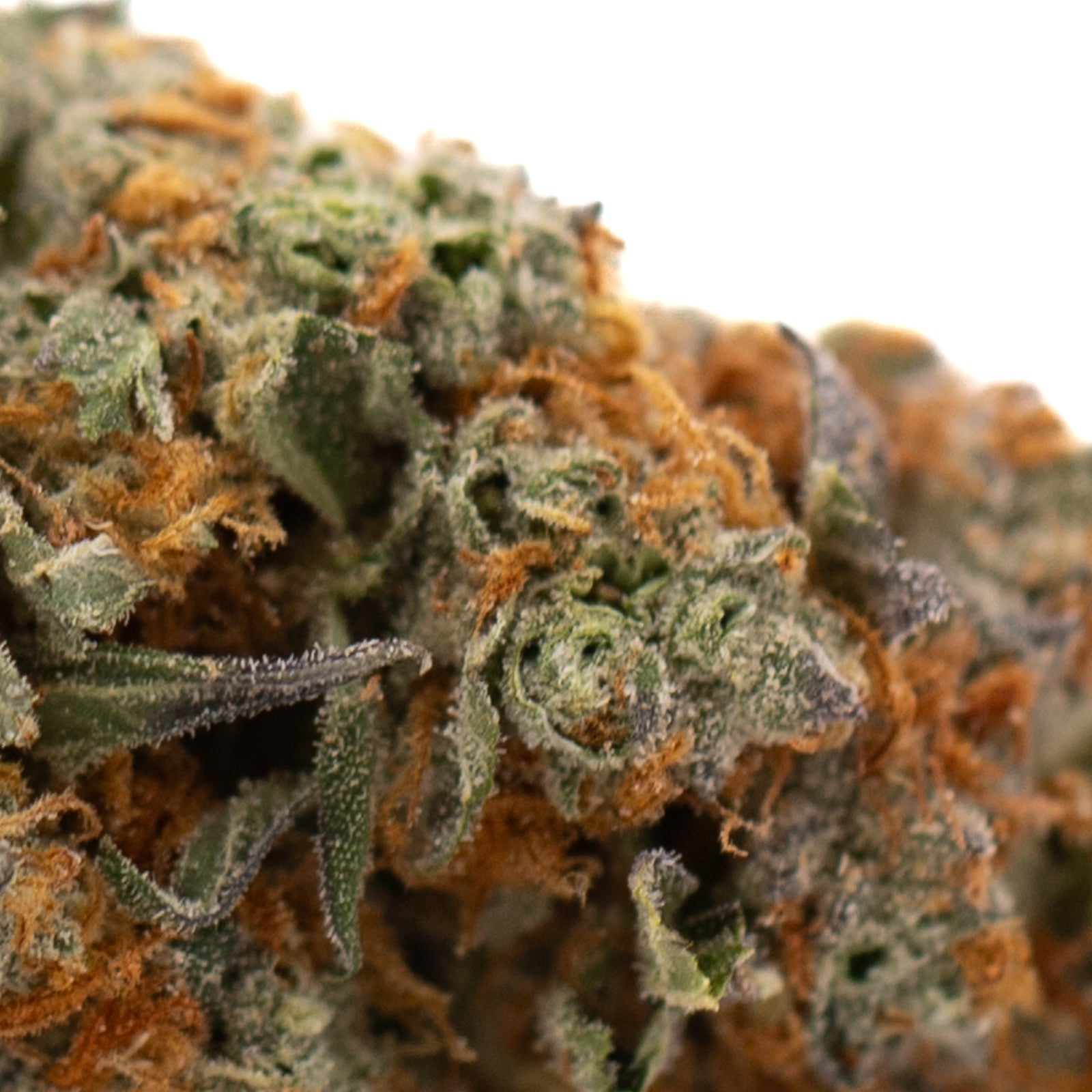 Close-up of Frosted Flakes Indoor THCa Flower with vibrant orange hairs and frosty trichomes