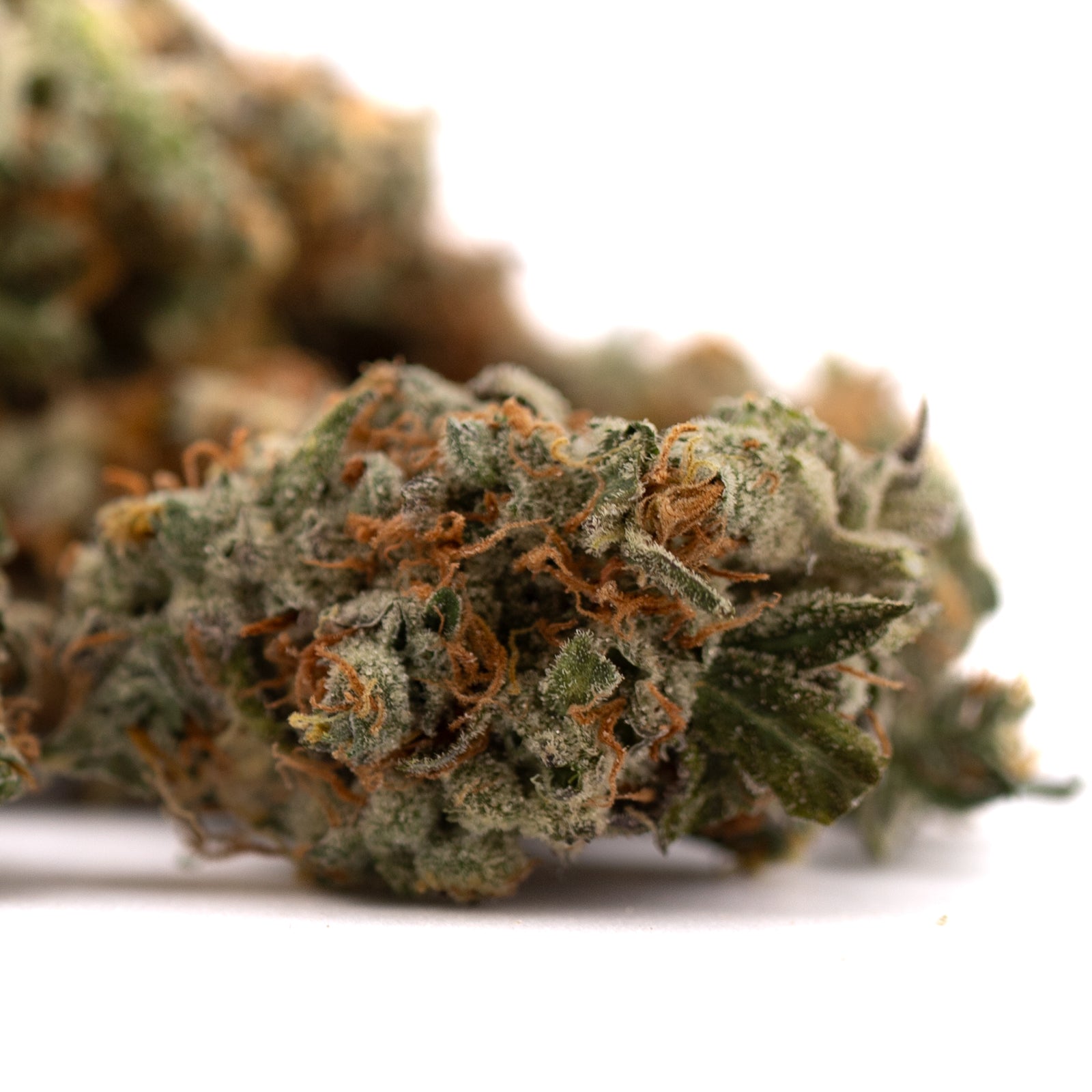 Dried GMO Kush Indoor THCa Flower with orange hairs and dense trichomes