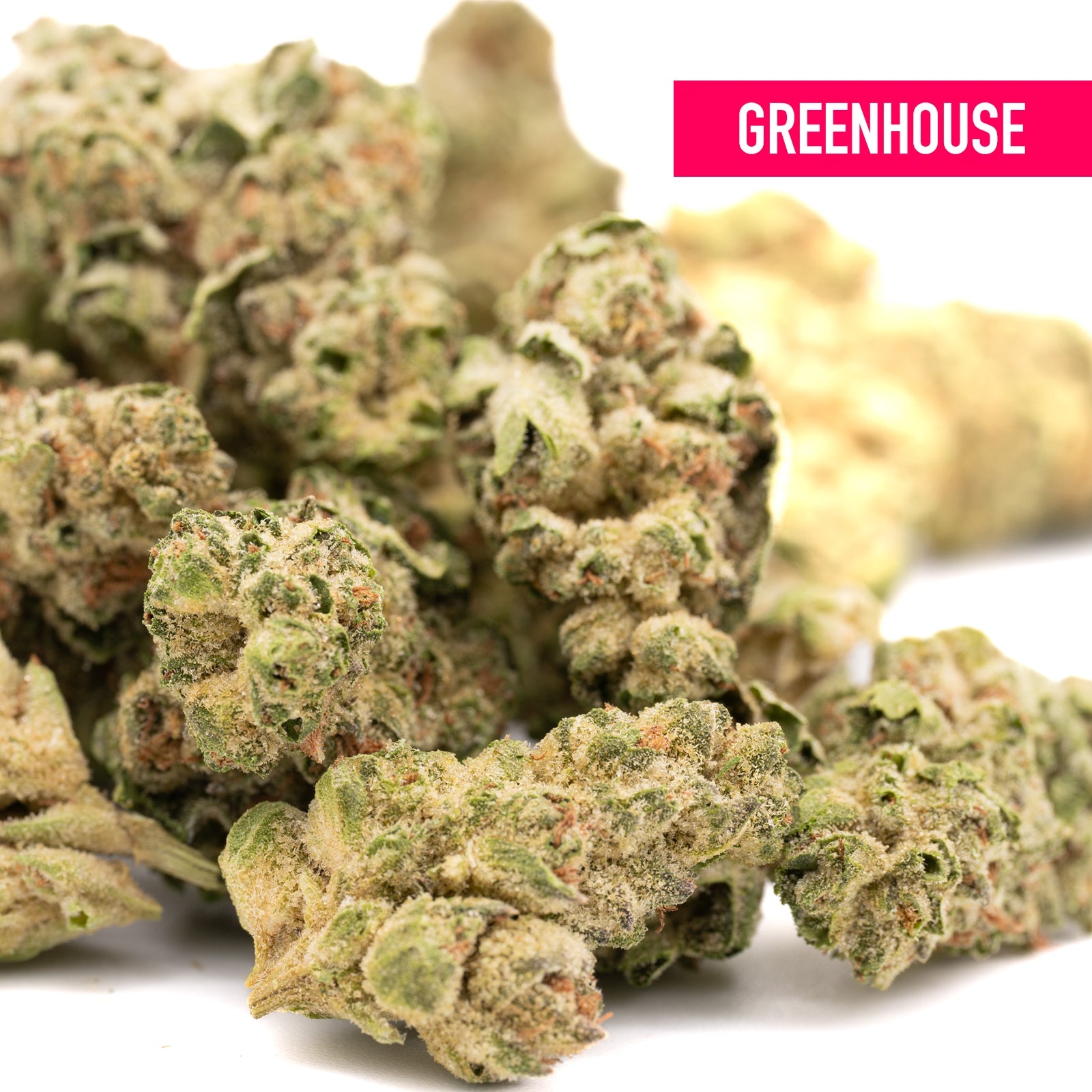 Gary Payton THCa Hemp Flower Greenhouse Wholesale - Plants