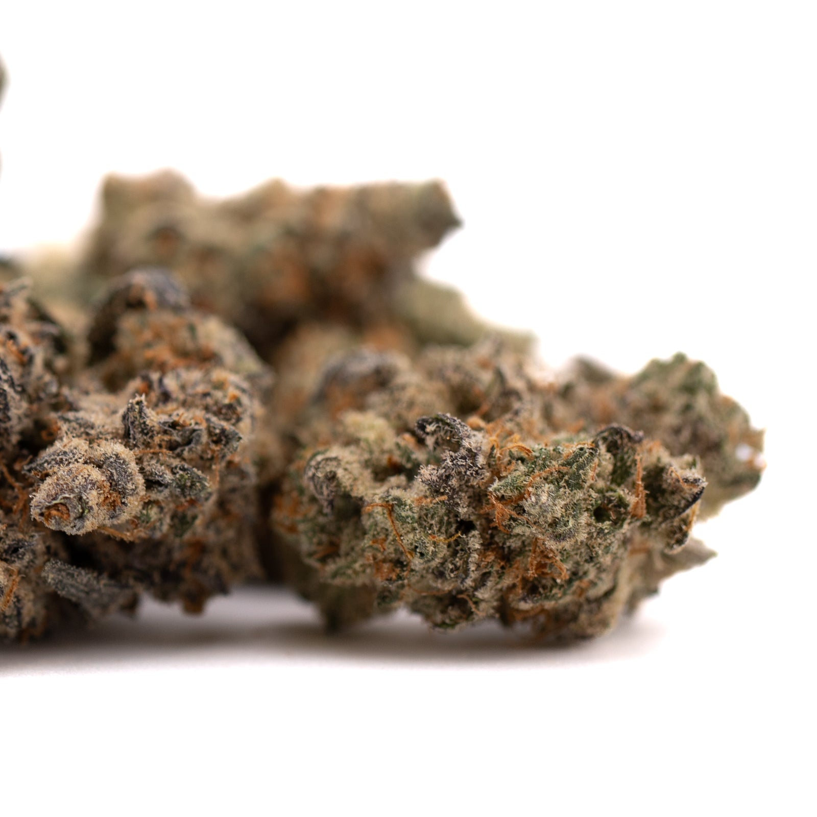 Dried Giggle Gas Indoor THCa Flower buds with orange hairs and frosty trichomes