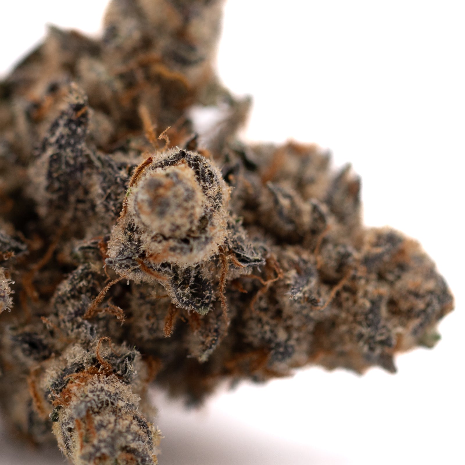Close-up of Giggle Gas Indoor THCa Flower bud covered in trichomes with purple and orange hues