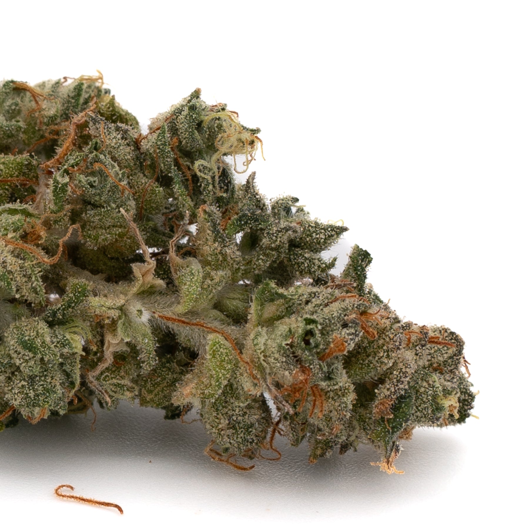 Grape Stank THCa Indoor Flower, a pungent hybrid cannabis strain that encapsulates the epitome of excellence. 