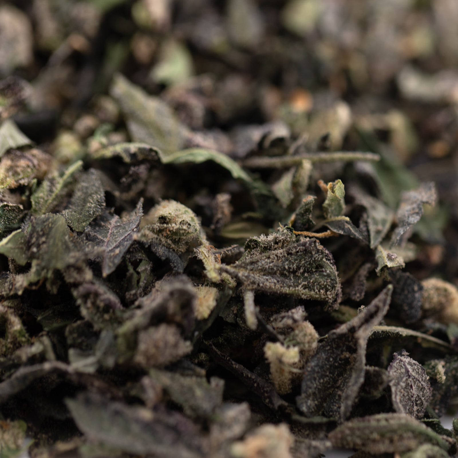 Close-up of loose dried green tea leaves for indoor THCA trim and solo hash plant products
