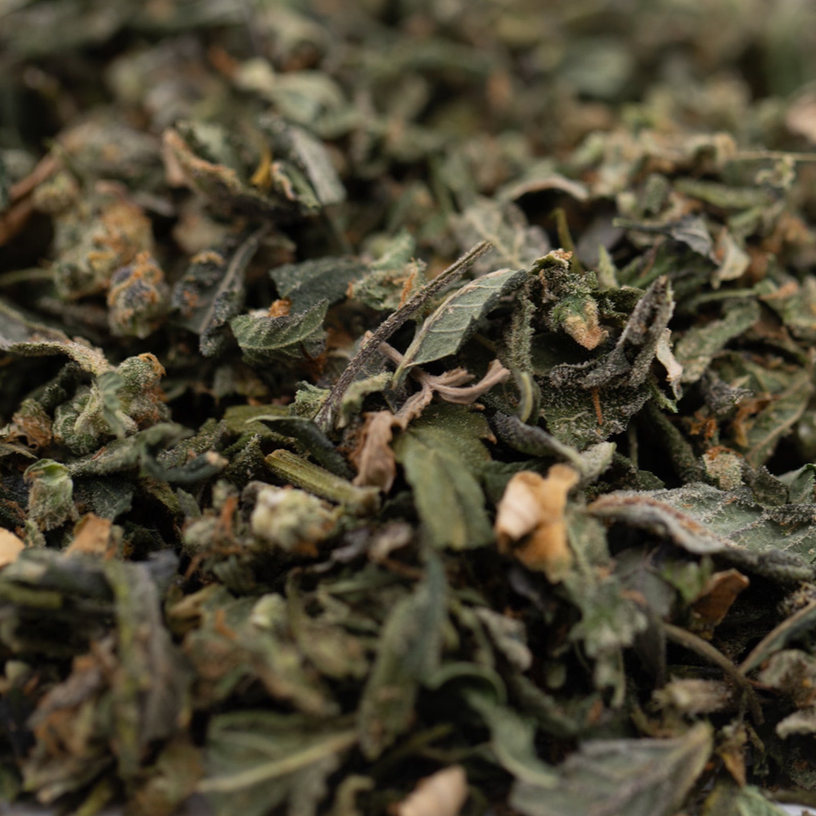 Close-up of dried green herbs with trichome coverage from Purple City Genetics indoor THCa trim