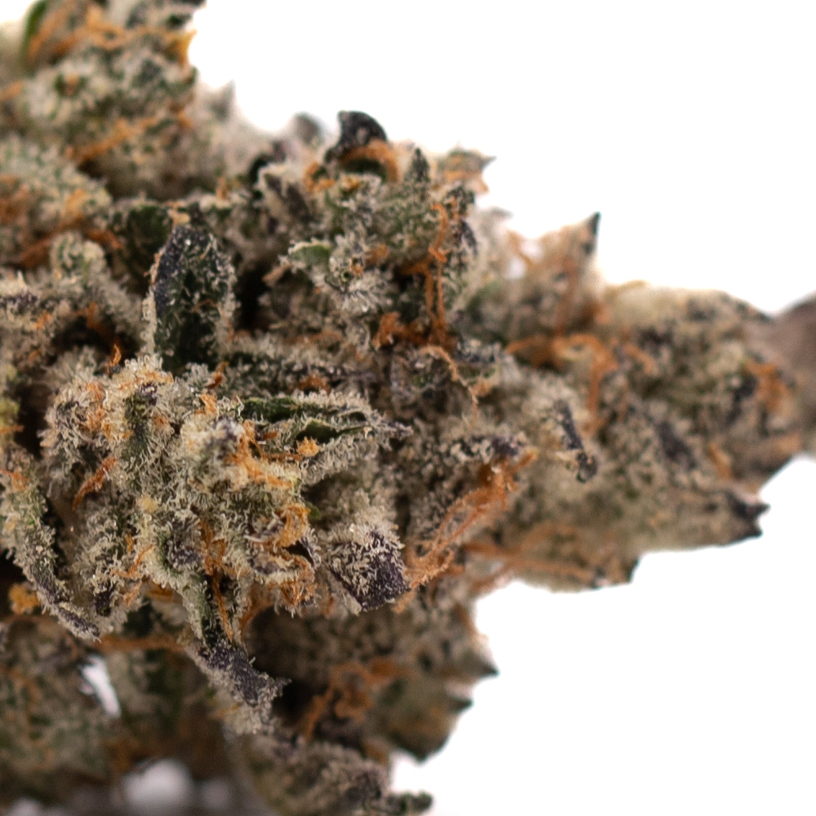 Close-up of Hooch Indoor THCa Flower with purple coloration and prominent trichomes