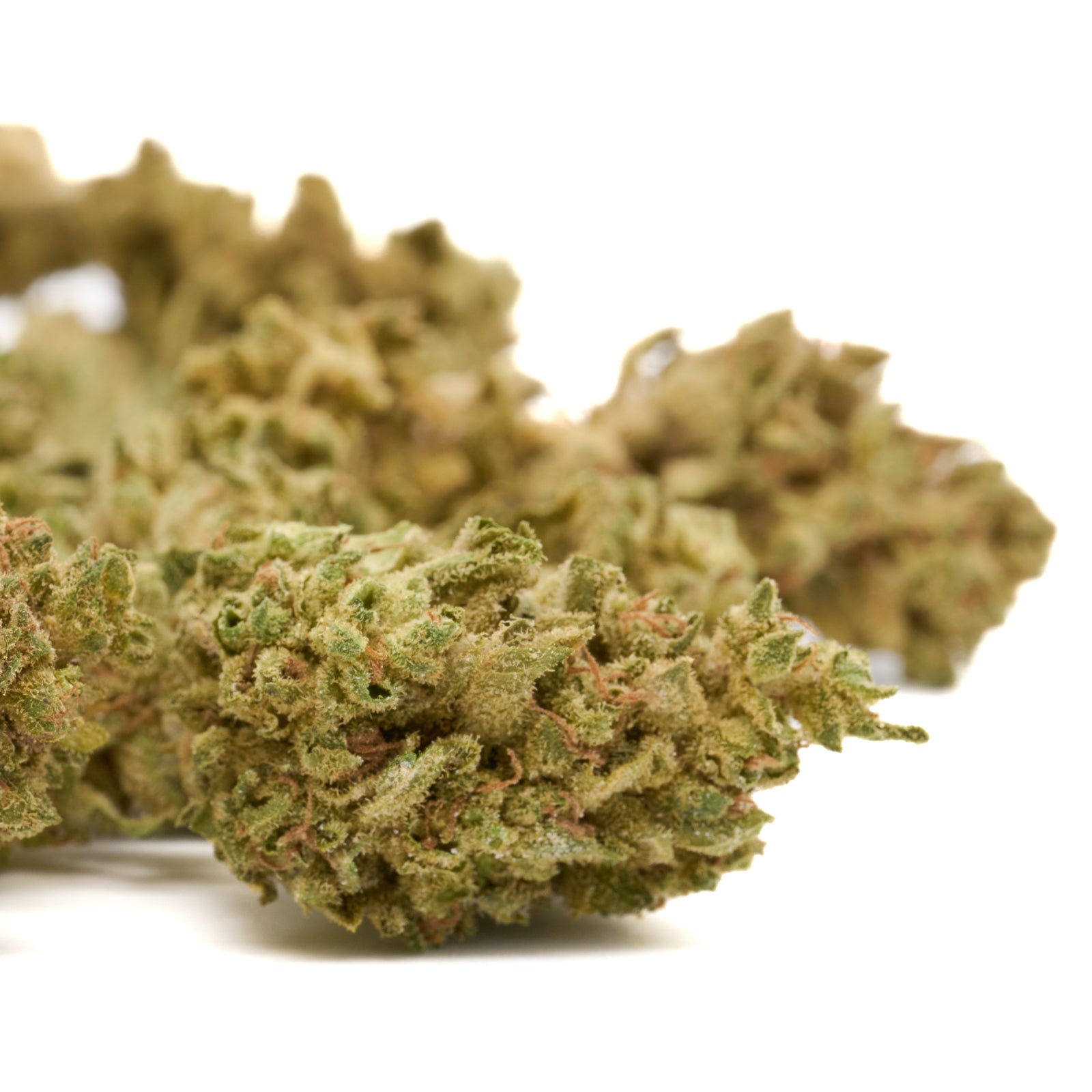 Dried Granddaddy Purple THCA flower with trichomes and orange hairs, God’s gift cannabis