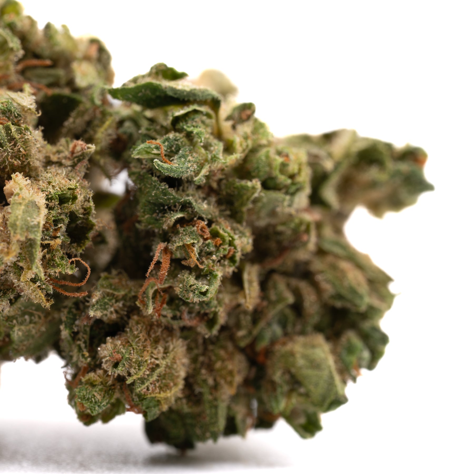 Close-up of Maverick CBD Hemp Flower with trichomes and orange pistils, Oregon CBD Flower