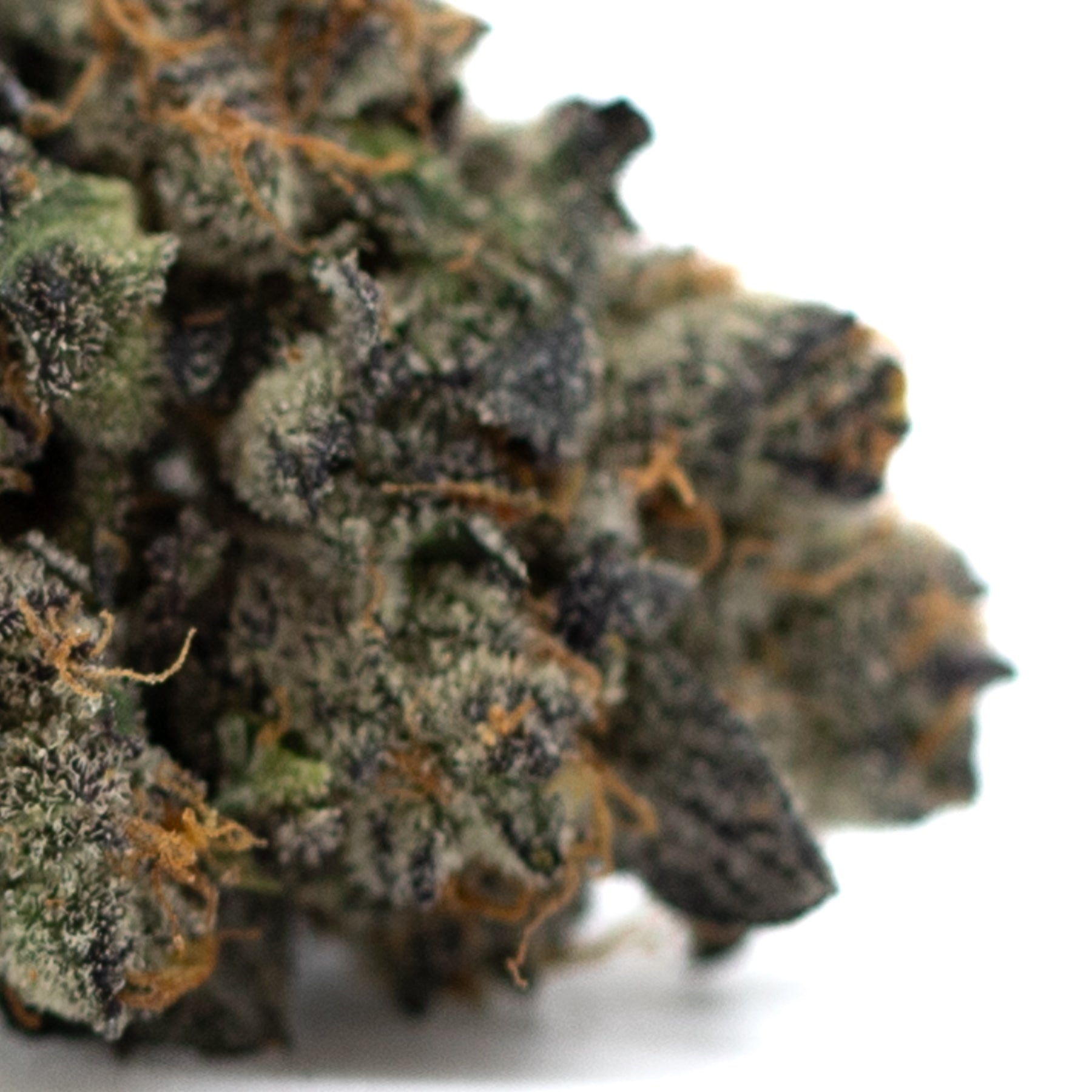 Purple Wedding Cake indoor THCa flower with orange hairs and frosty trichomes