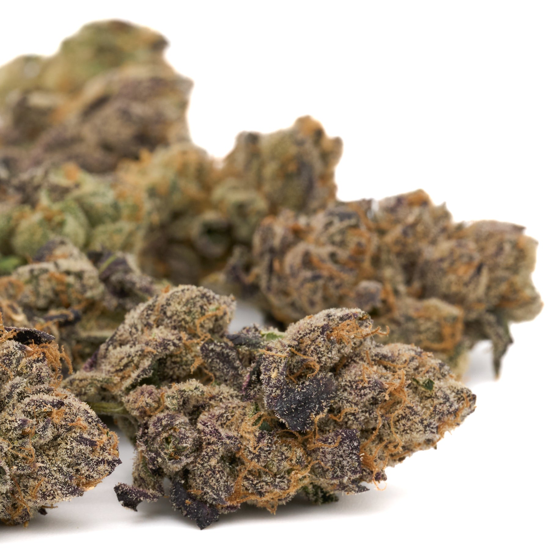 Dried Raspberry Runtz Indoor THCa Flower with purple hues and orange hairs