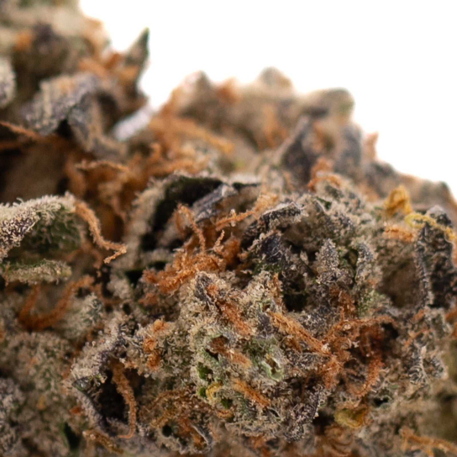 Southern Peaches THCa Flower with vibrant orange pistils and dense trichomes