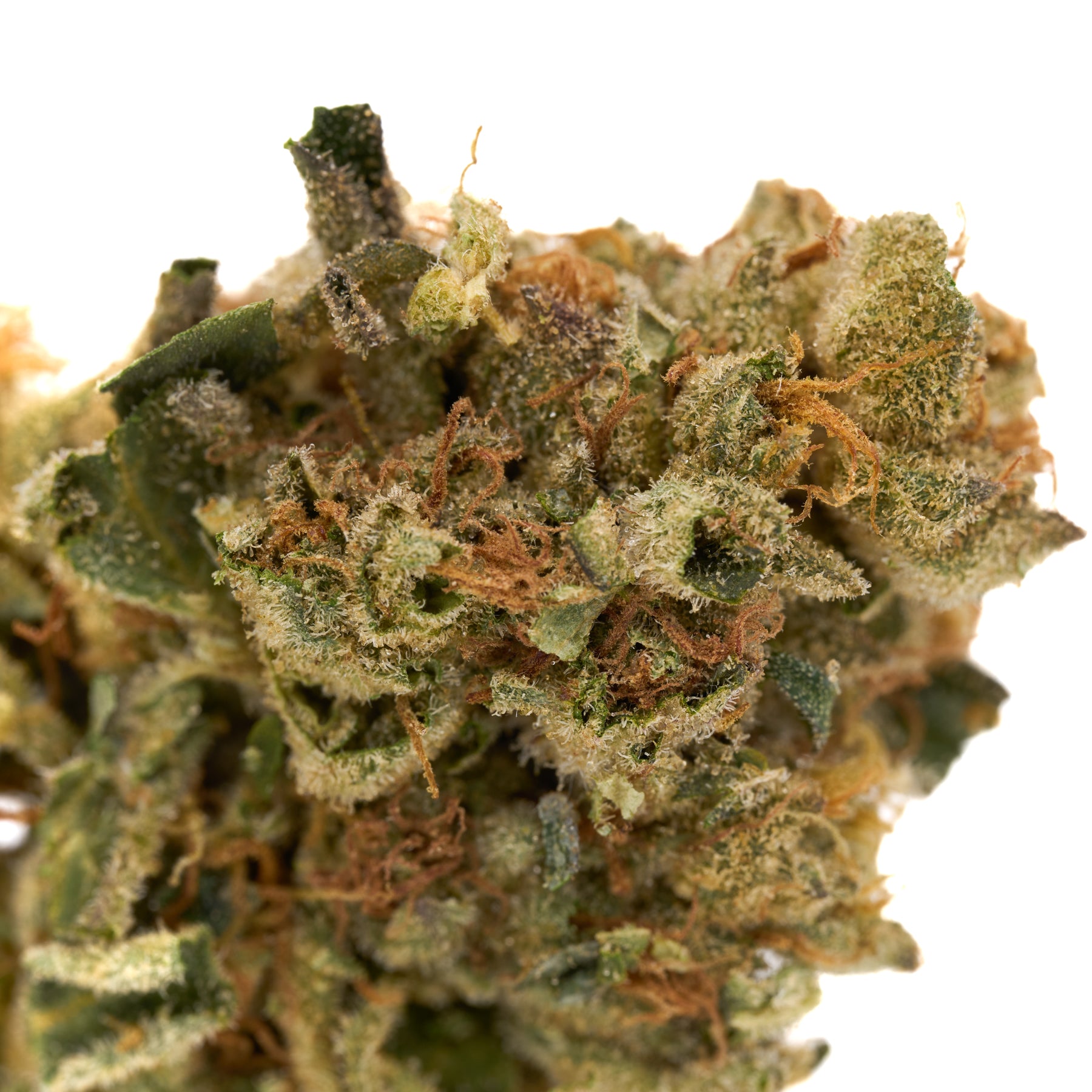 Dense Super Boof THCa Hemp Flower bud with glistening trichomes showcased