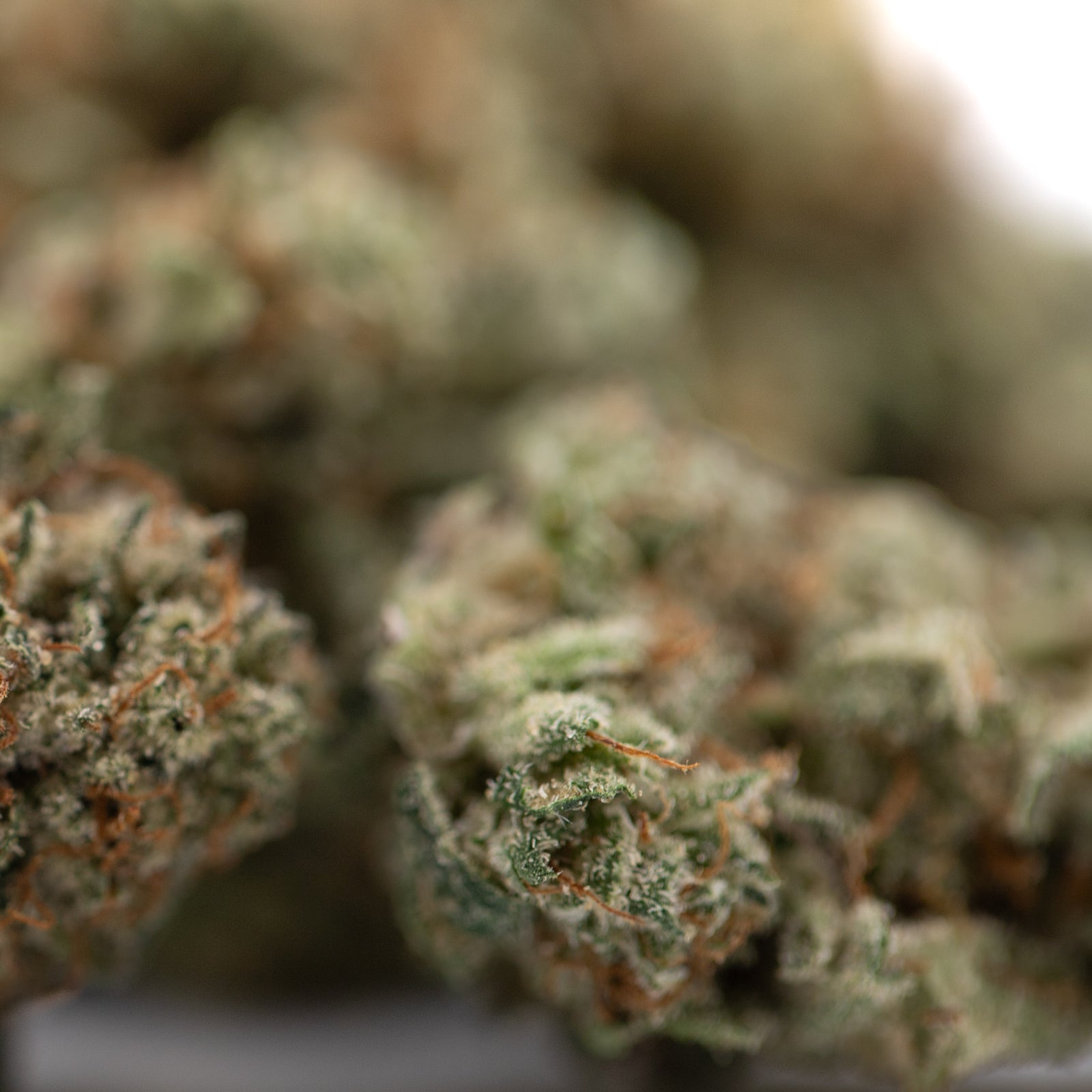 Close-up of Tropical Punch Indoor THCA Flower Smalls with trichomes and orange pistils