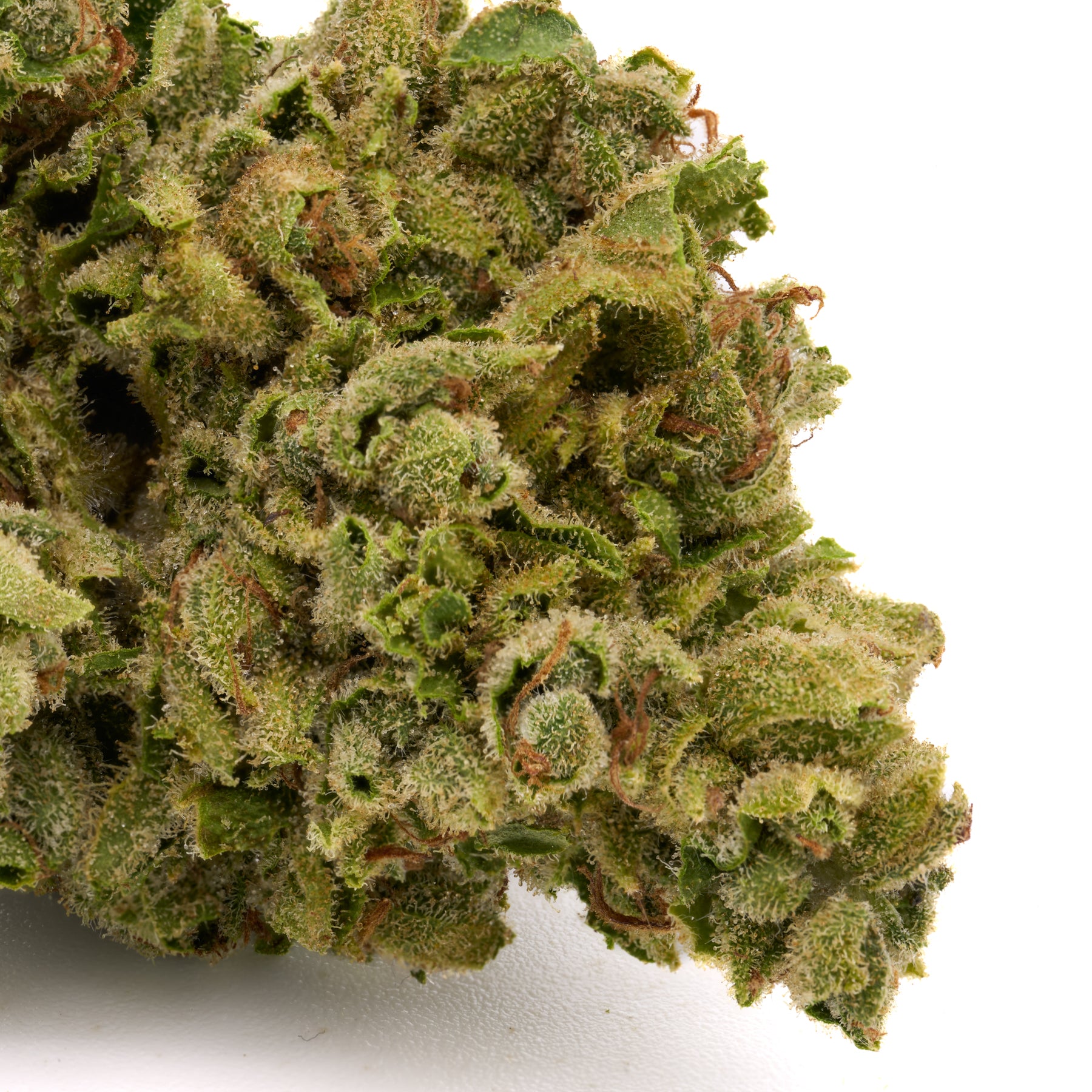 Dense white truffle THCa flower with vibrant green hues and orange pistils, orchard-lime synergy