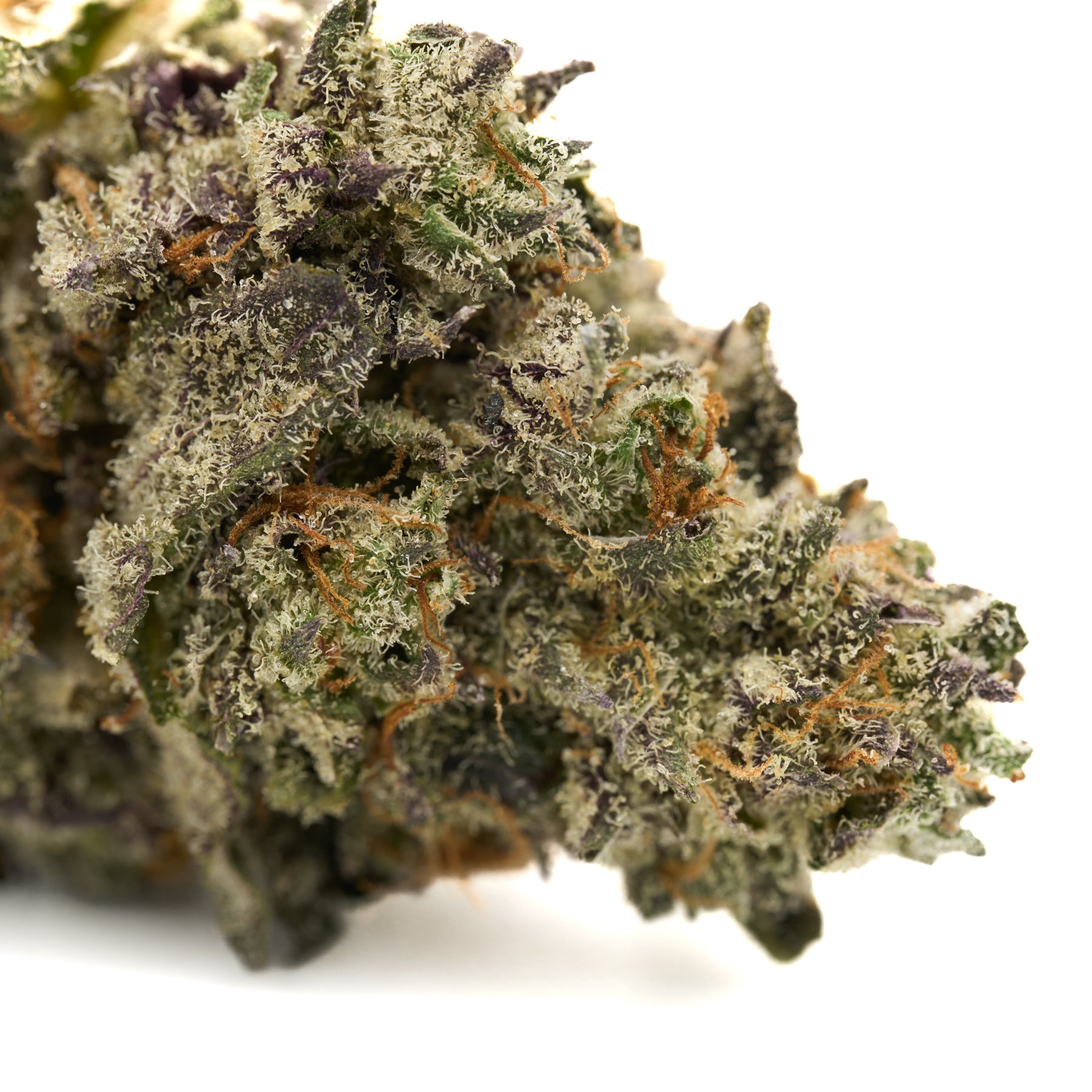 White Truffle Indoor THCa Flower hemp bud with dense trichomes and vibrant green purple and orange hues