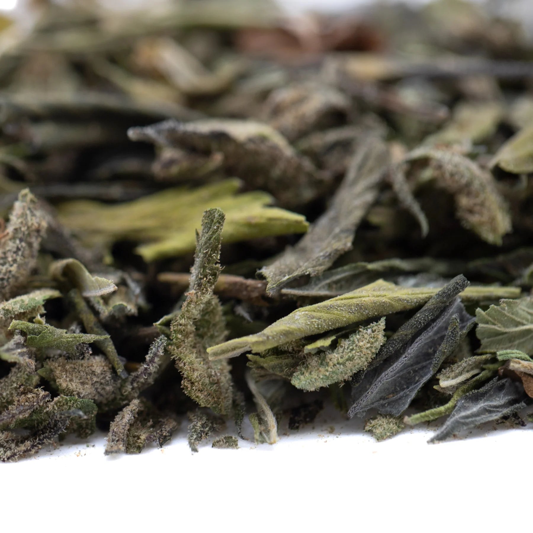 Dried green tea leaves trim with fine white hairs in after dark #2 greenhouse thca trim for sunset sherbet and gush mints