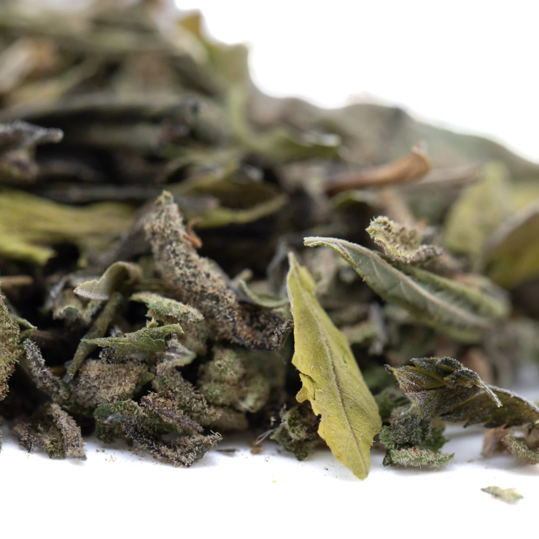Dried white tea leaves with silvery frosty texture and muted green hues in after dark 2 greenhouse thca trim for sunset sherbet