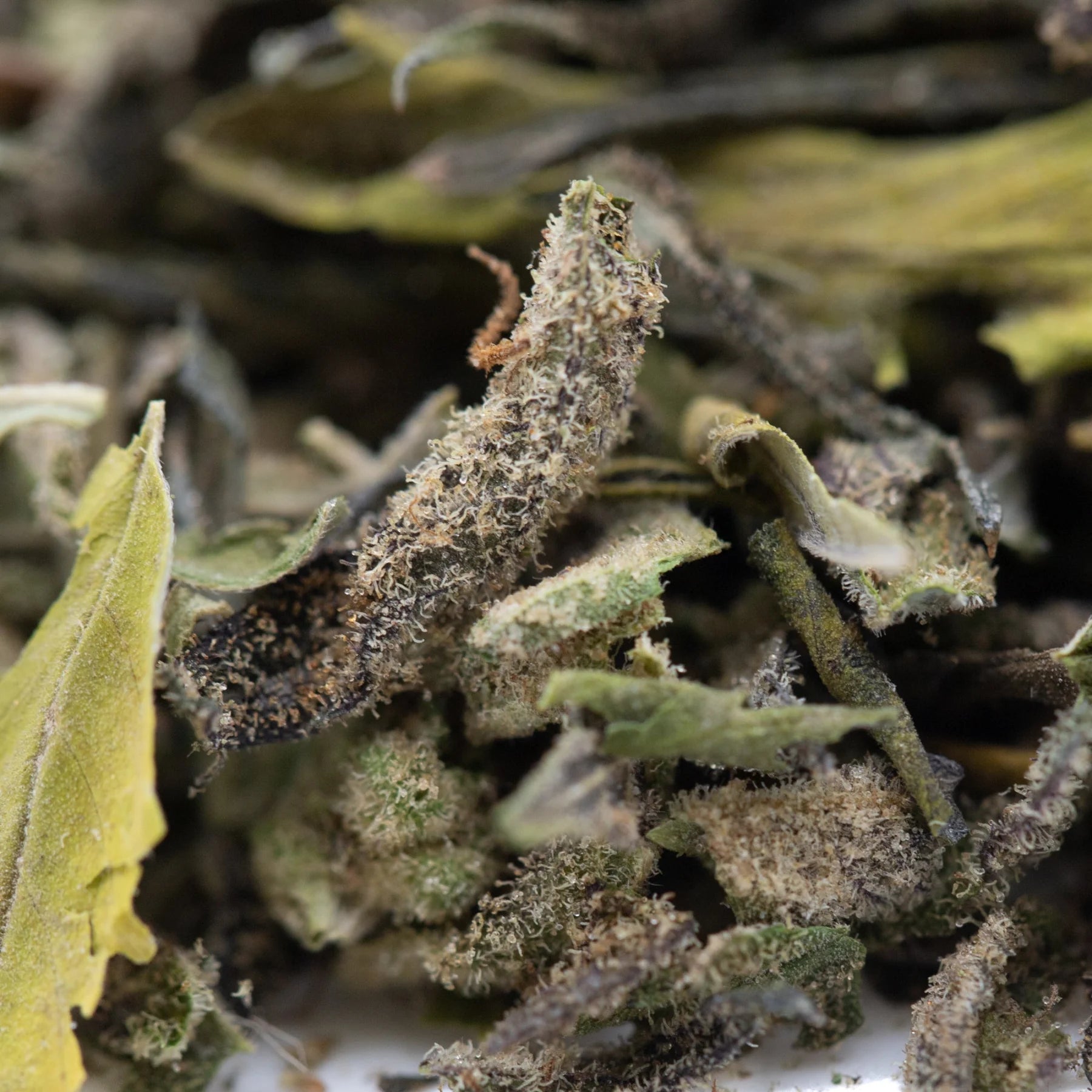 Dried white tea leaves with silvery fuzzy texture and muted green hues in after dark 2 greenhouse thca trim wholesale
