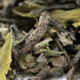 Dried white tea leaves with silvery fuzzy texture and muted green hues in after dark 2 greenhouse thca trim wholesale