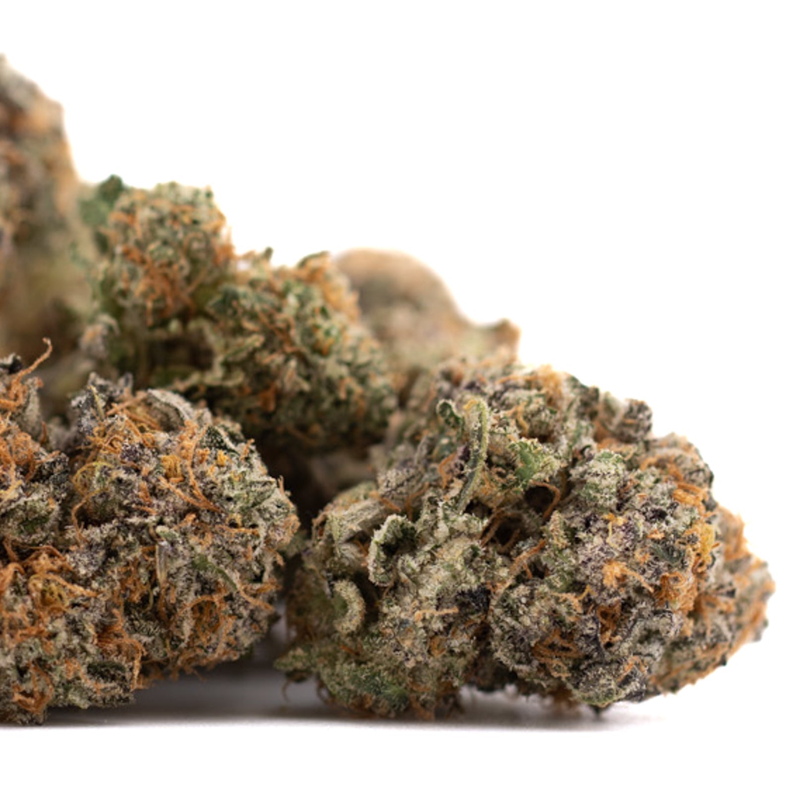 Indoor THCa flower Sunset Sherbet and Gush Mints marijuana buds with orange hairs and frost