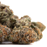 Dried Sunset Sherbet cannabis buds with orange hairs and frosty trichomes in After Dark #2 indoor THCa flower