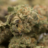 Close-up of dried dark THCa hemp flower with trichomes and orange hairs in greenhouse product