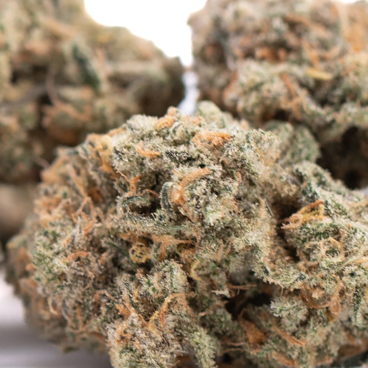 A dense resinous alaskan huckleberry diesel indoor cannabis bud with green and orange hues and high thca content