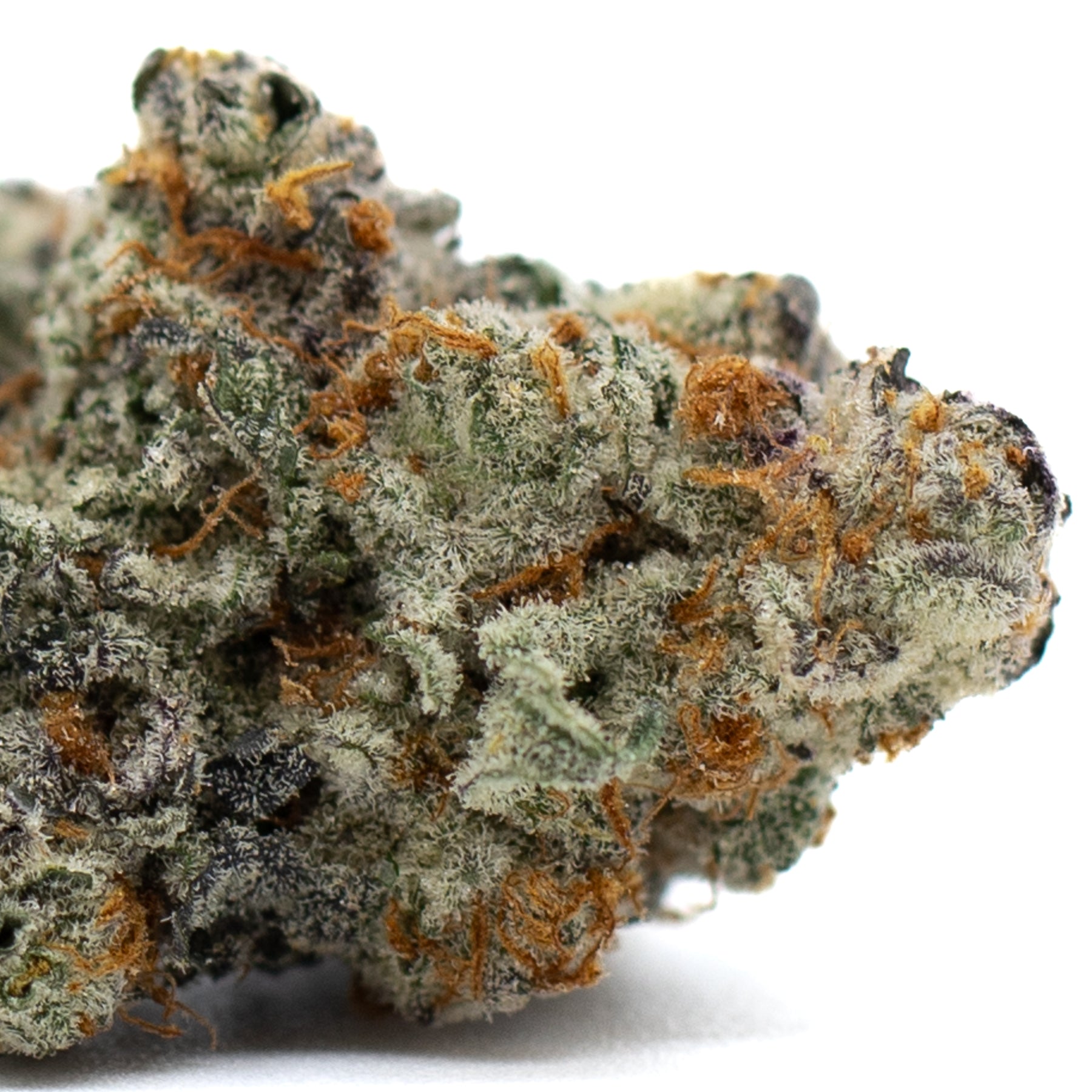 Astroboy Indoor THCA Flower with trichome-rich bud, orange pistils, dark green leaves