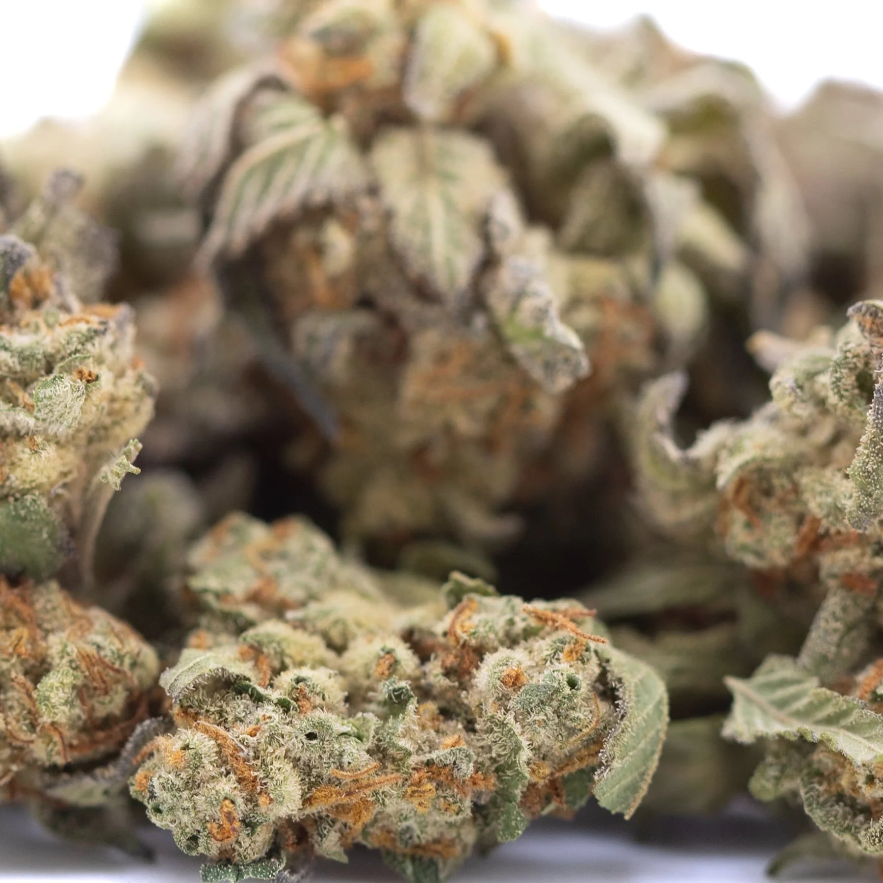 Lush dense astroboy thca hemp flower greenhouse smalls with frosty green and orange hues showcasing terpene expression