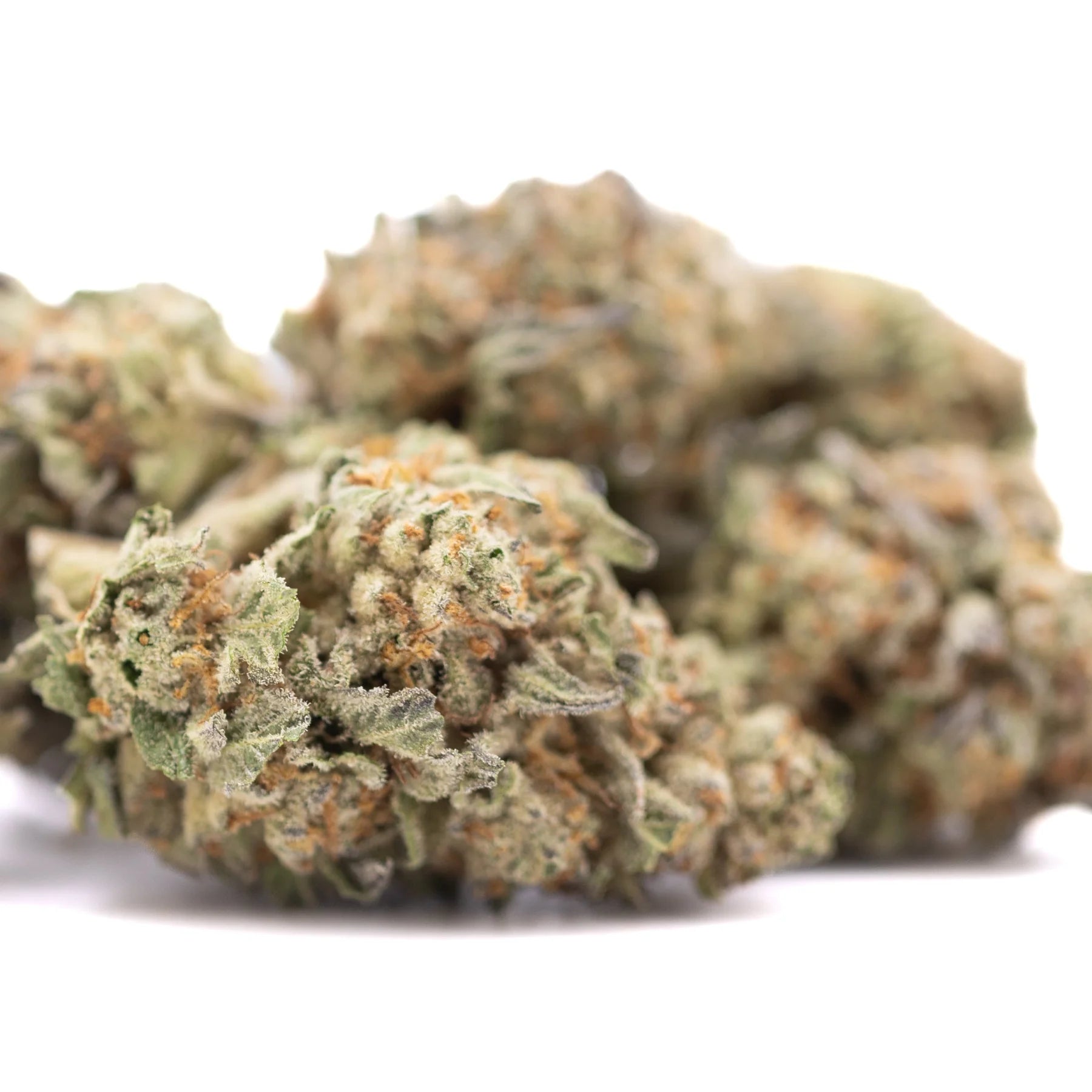 A dense green astroboy thca hemp flower with frosty trichomes and orange pistils featuring ortega x cinderella traits