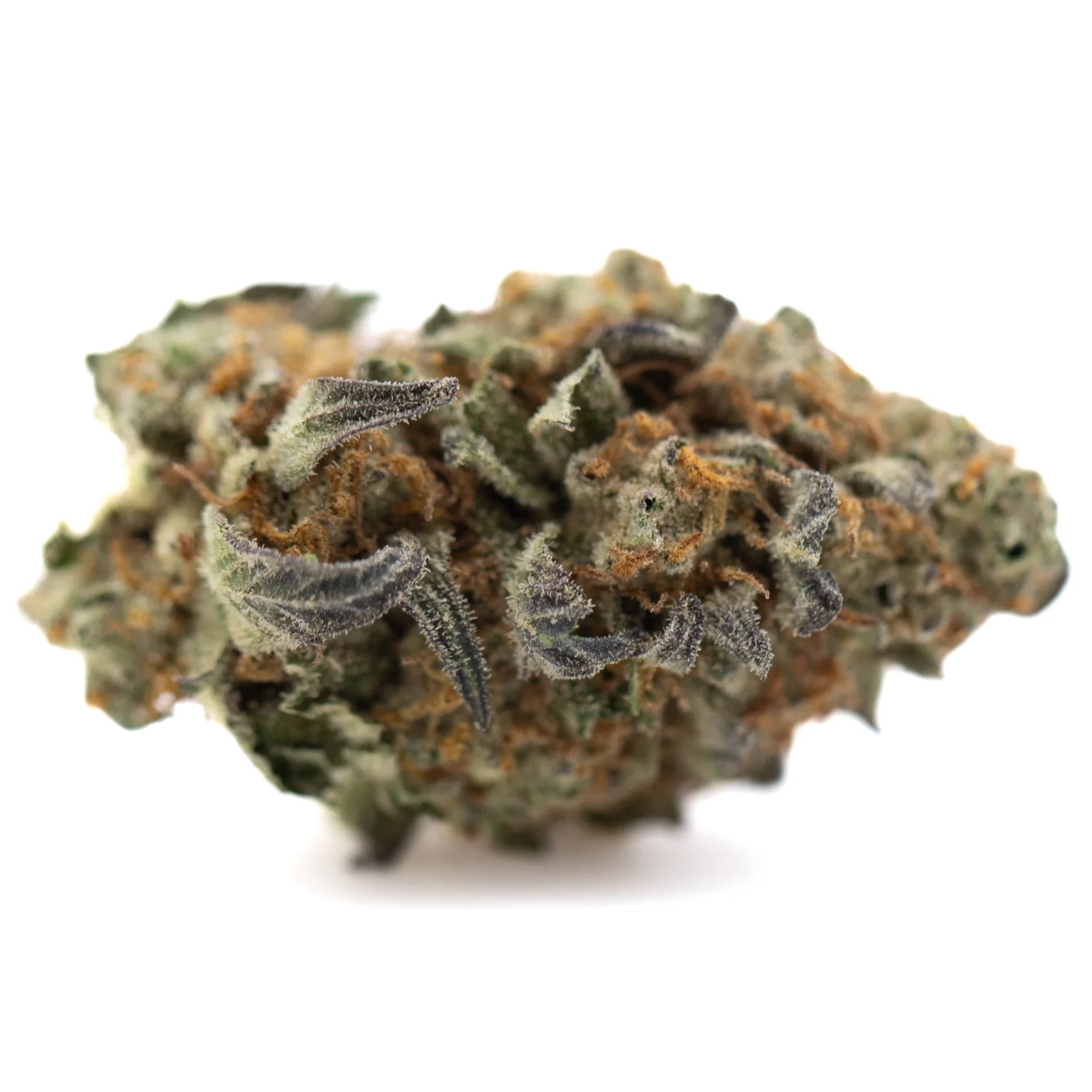 Dense green astroboy thca hemp flower with frosty trichomes and orange pistils highlighting sweet buttery ortega x cinderella traits