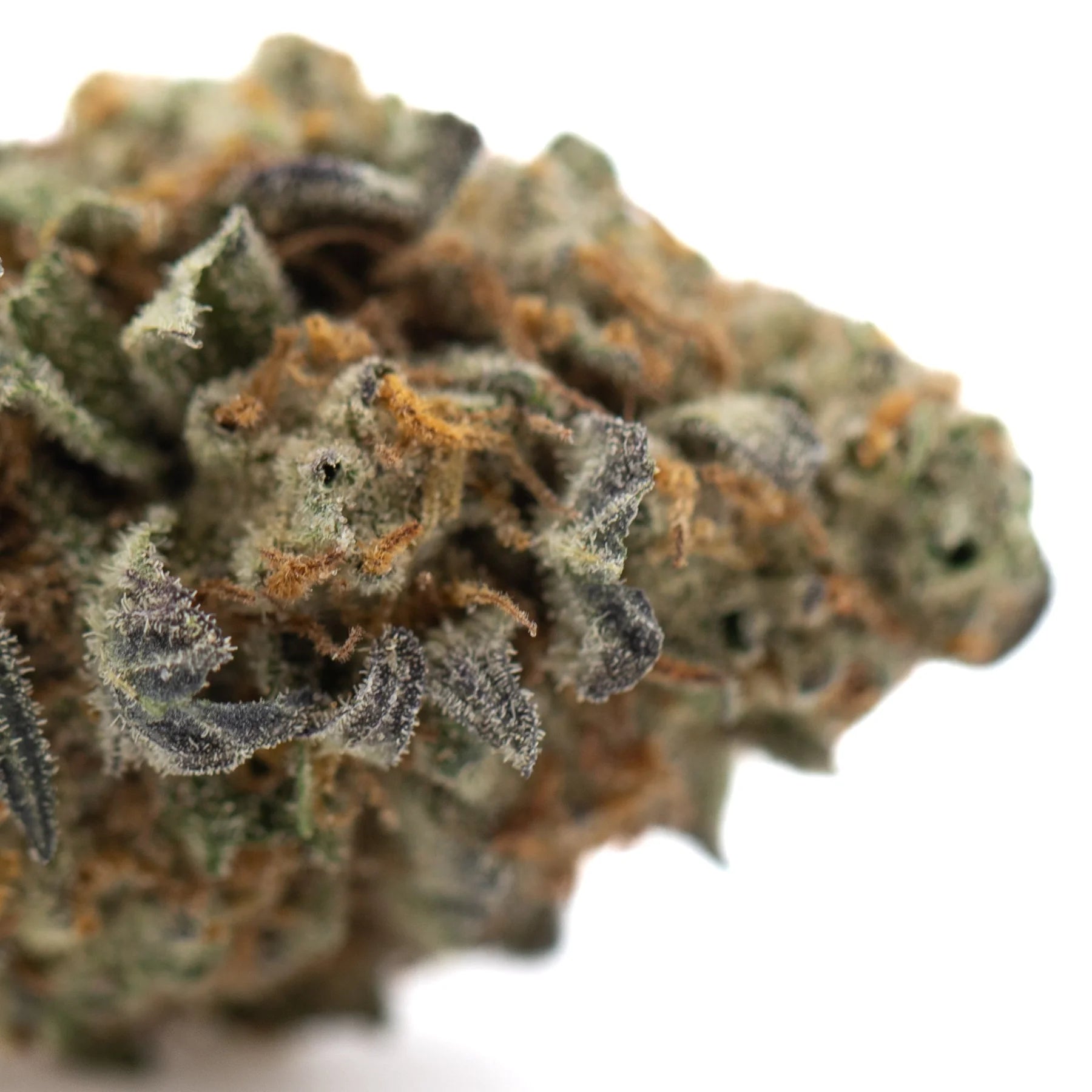 Dense textured astroboy thca hemp flower with green and orange hues covered in frosty trichomes from ortega x cinderella