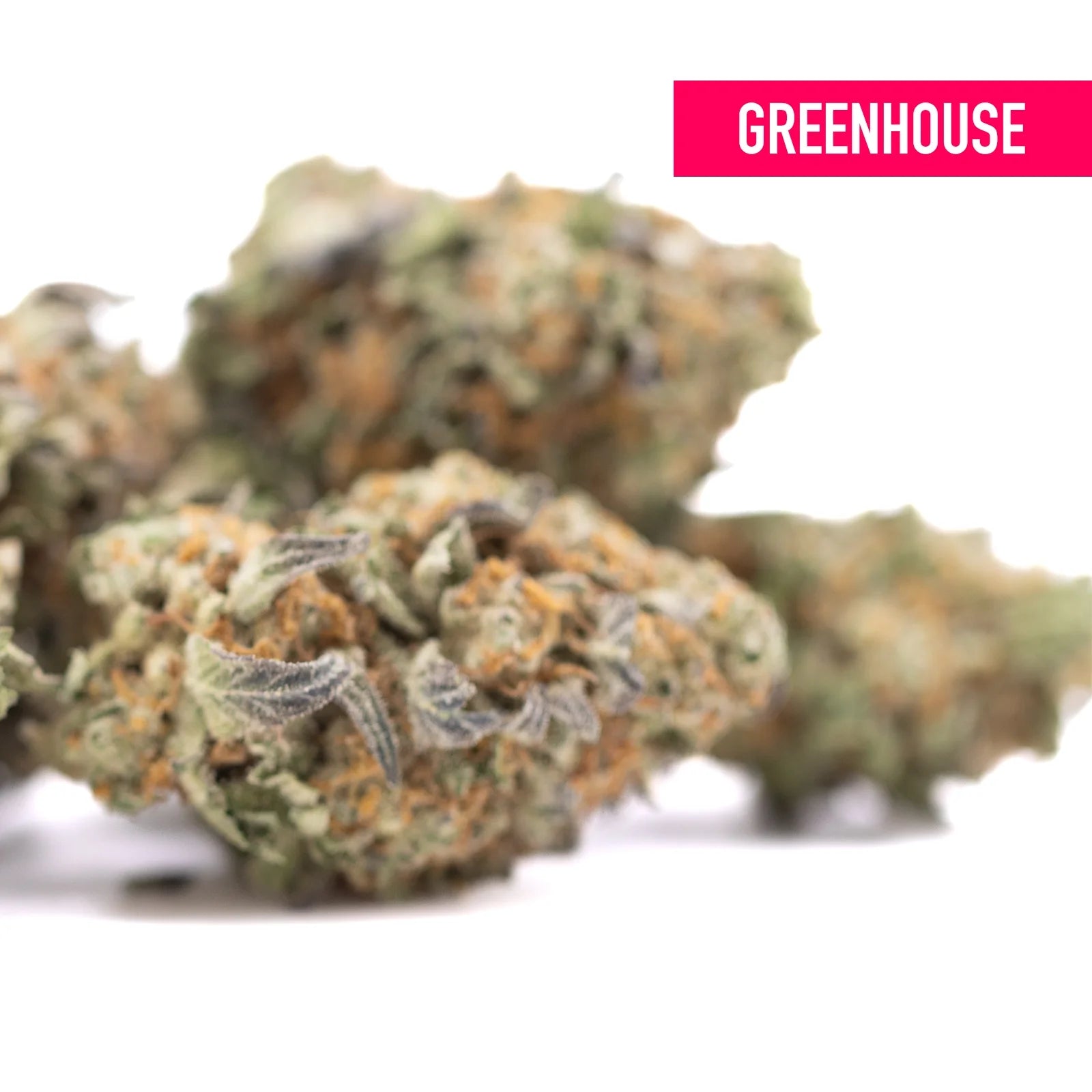 Astroboy thca hemp flower by greenhouse features dense green and orange buds with sweet buttery ortega x cinderella traits