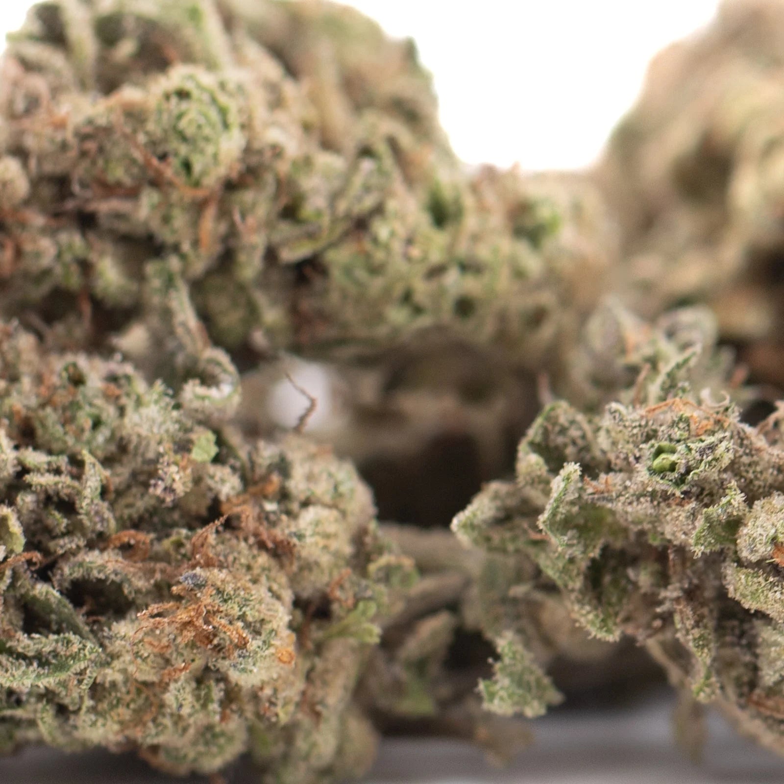 Dense frosty green bahama bussdown hemp flower with brown and white trichomes from greenhouse thca batch