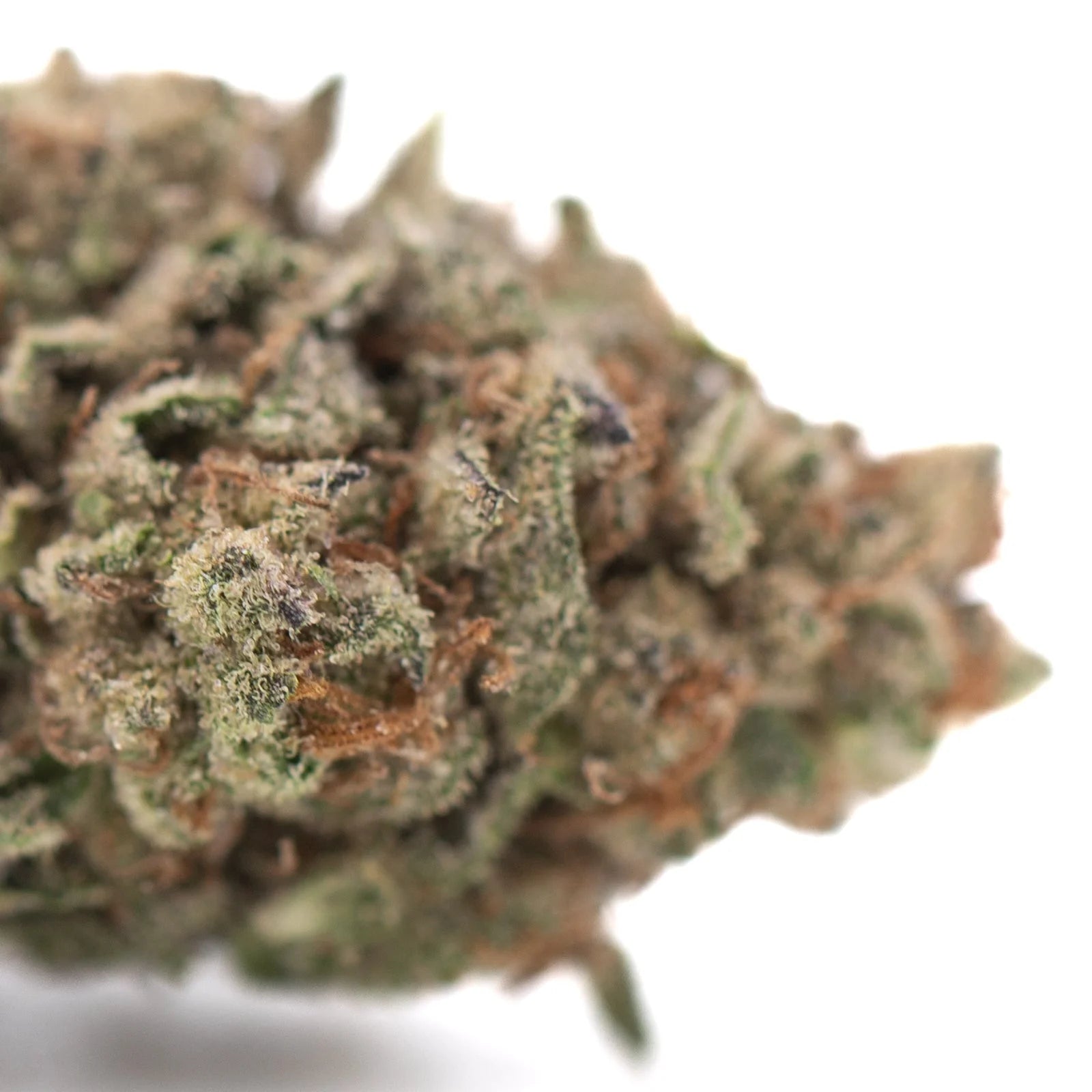 Dense textured bahama bussdown hemp flower greenhouse thca bud with green and brown hues