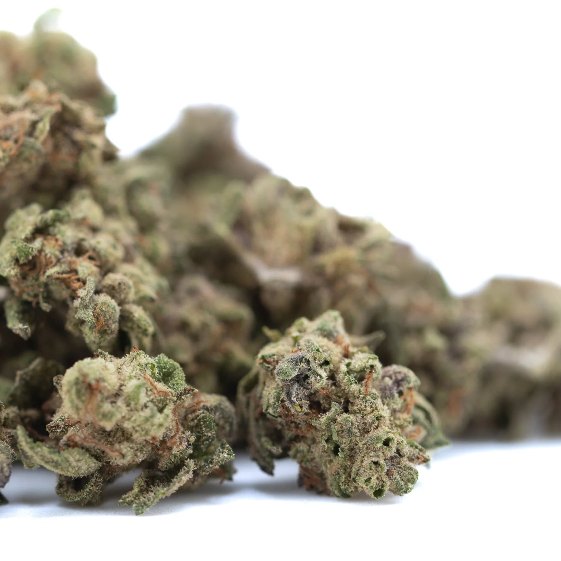 Dense green bahama bussdowns thca small hemp flower bud with textured trichomes and orange pistils in greenhouse smalls