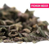 Premium Banana Kush indoor THCa trim hemp flower buds