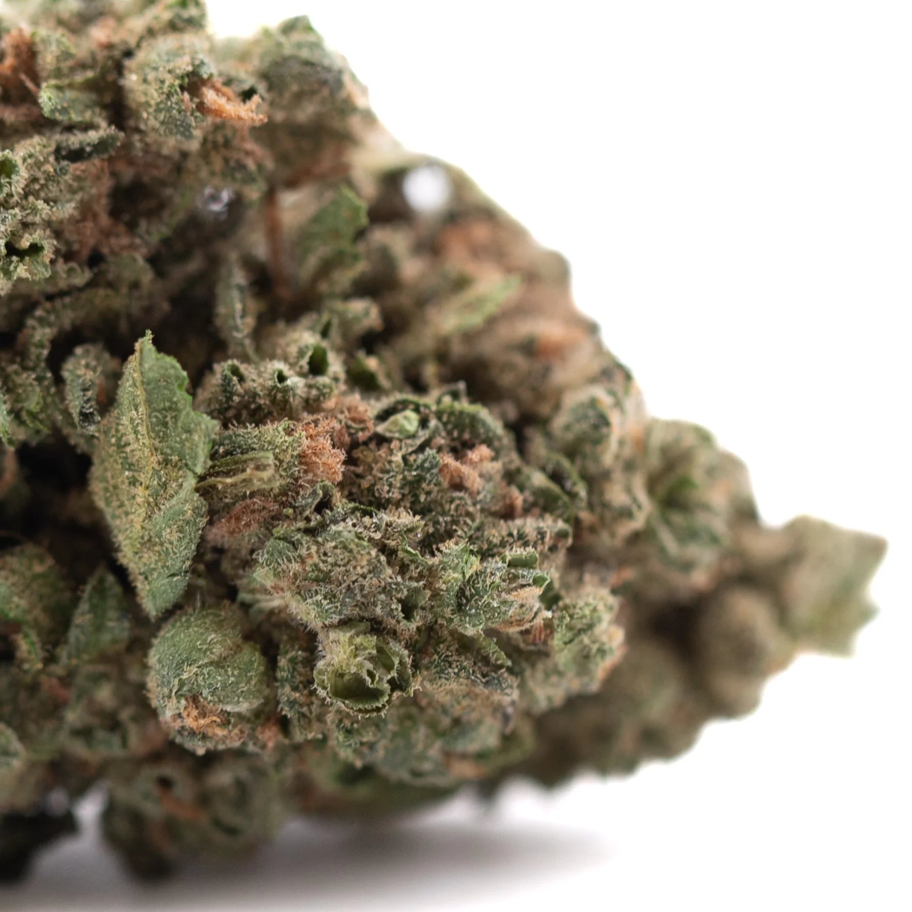 Banana og thca flower wholesale dense green bud with fine trichomes and orange pistils from legendary genetics exotic banana
