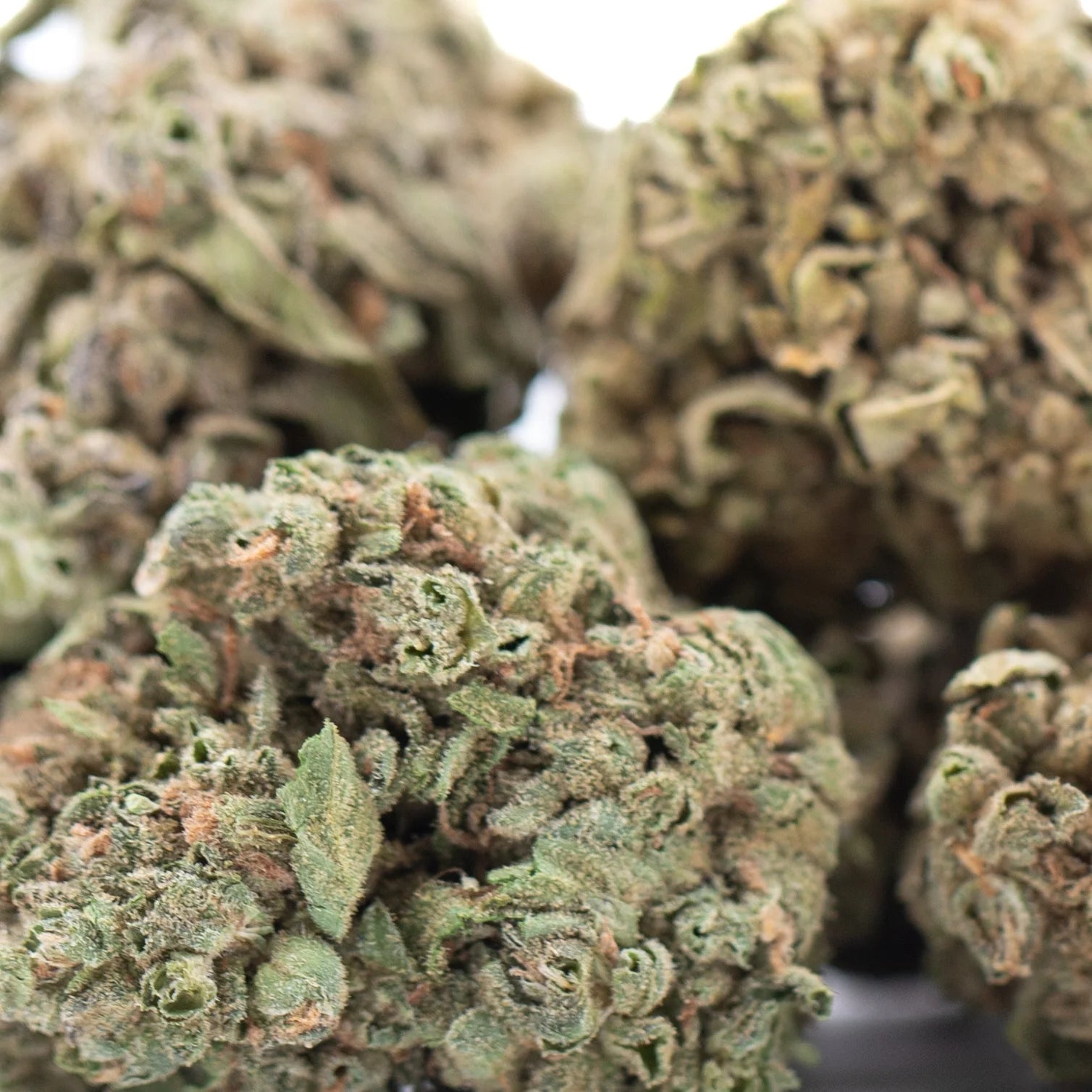 Green and brown dense frosty banana og thca flower wholesale showcasing legendary genetics and exotic banana strain